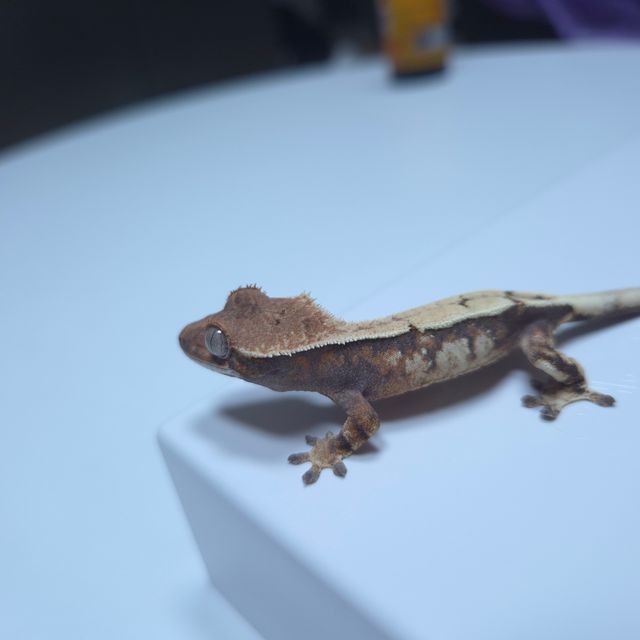 세이블