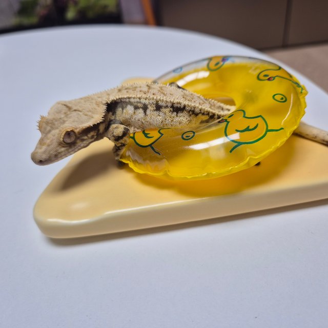 드리피 화이트스팟