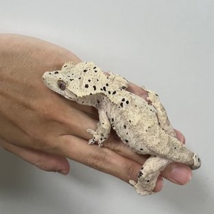 달마시안 슈퍼달마시안