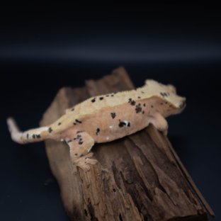 달마시안 슈퍼달마시안