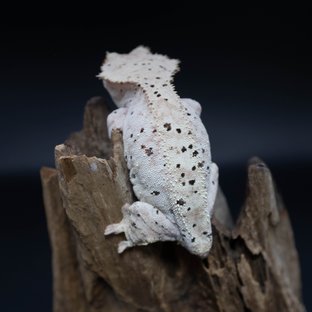 달마시안 슈퍼달마시안