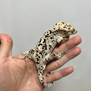 달마시안 슈퍼달마시안