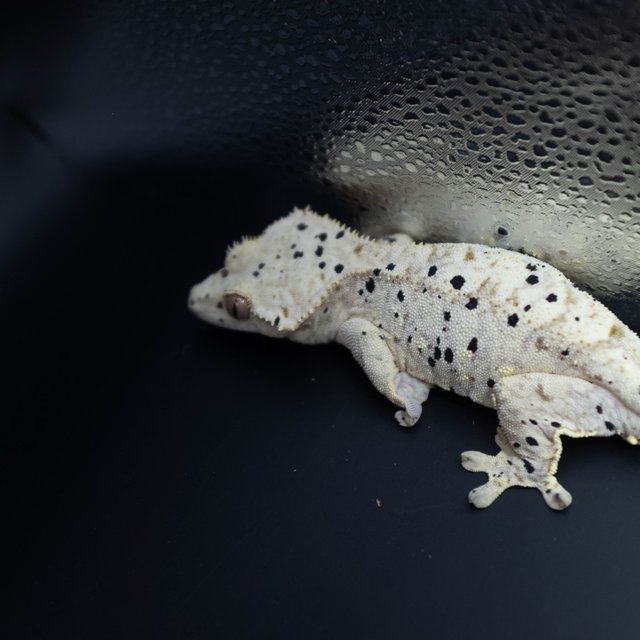 슈퍼달마시안 달마시안