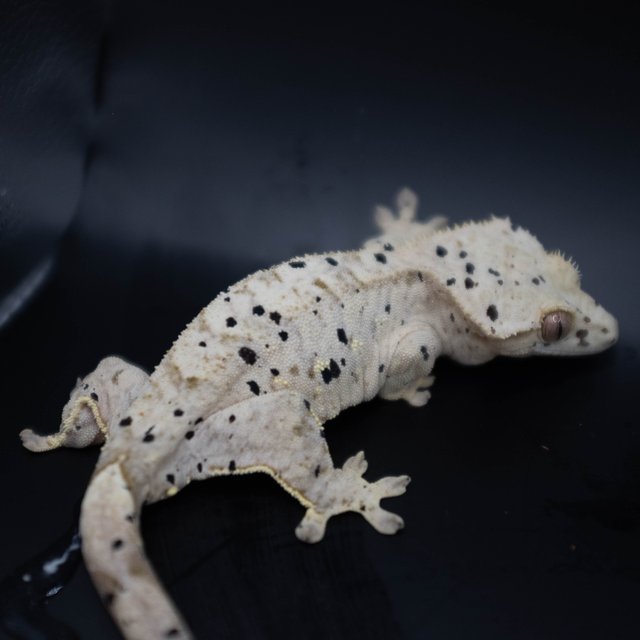 슈퍼달마시안 달마시안