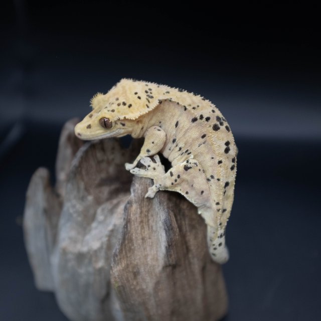 달마시안 슈퍼달마시안