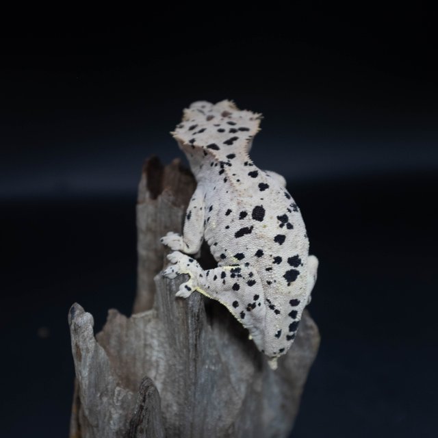 달마시안 슈퍼달마시안