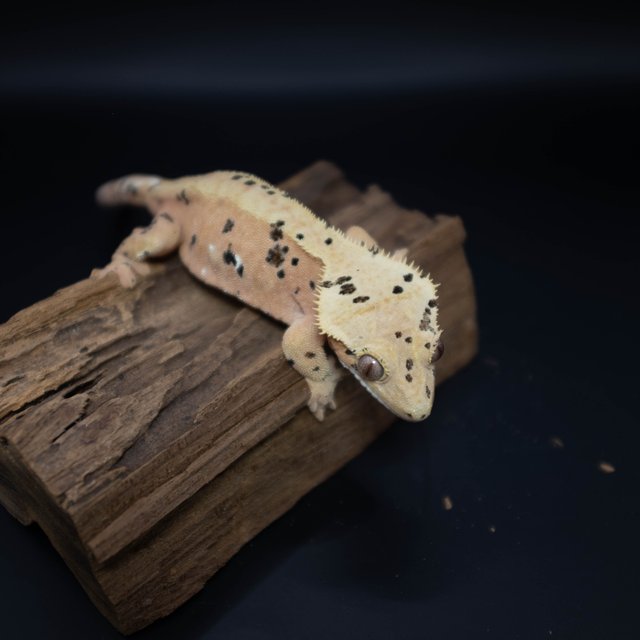 달마시안 슈퍼달마시안