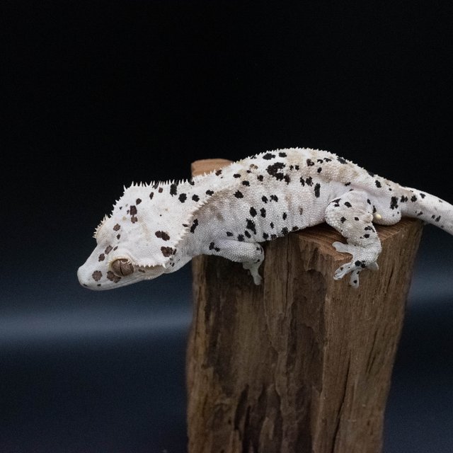 슈퍼달마시안 달마시안