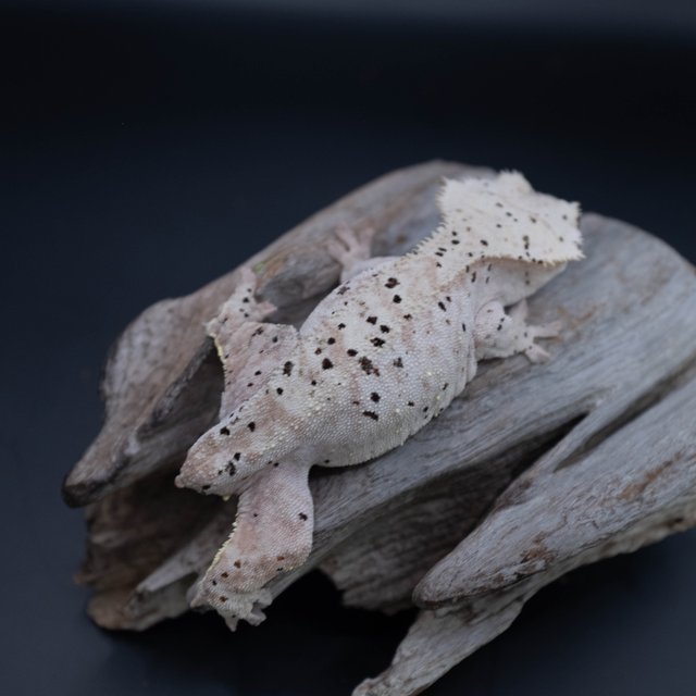 달마시안 슈퍼달마시안