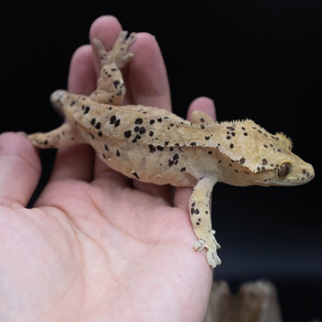 달마시안 슈퍼달마시안