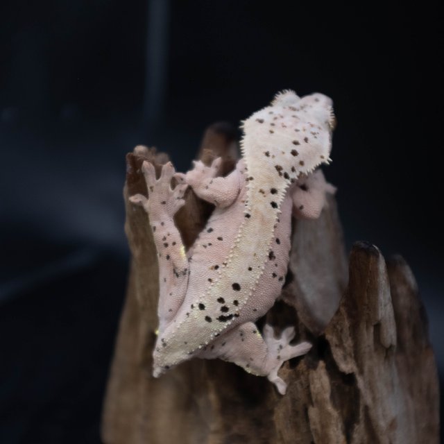 슈퍼달마시안 달마시안