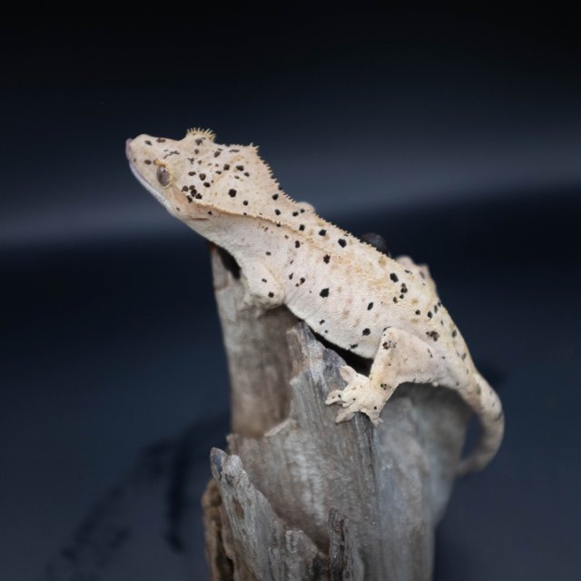 슈퍼달마시안 달마시안