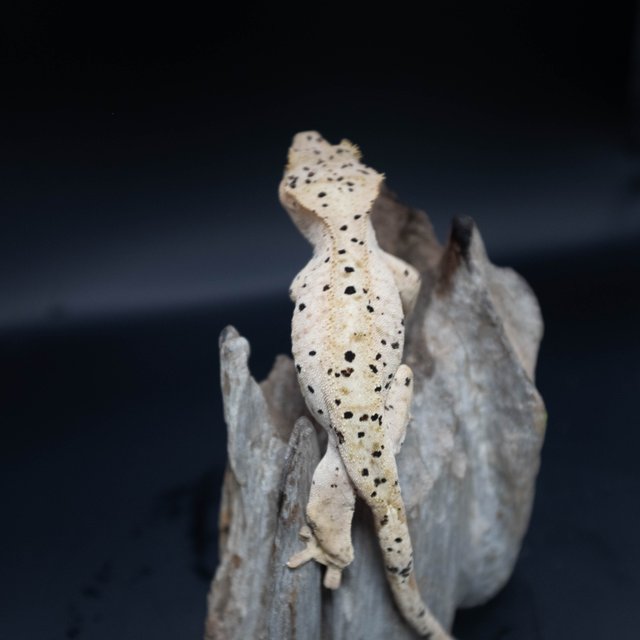 슈퍼달마시안 달마시안