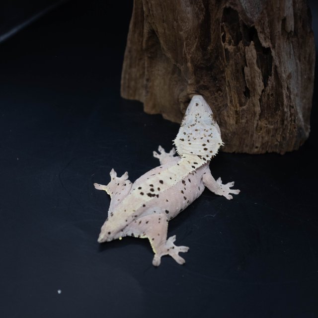 슈퍼달마시안 달마시안