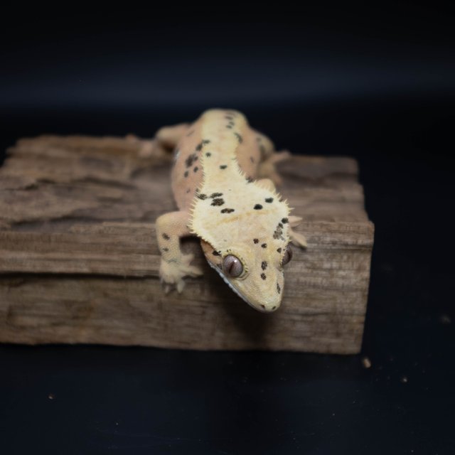 달마시안 슈퍼달마시안