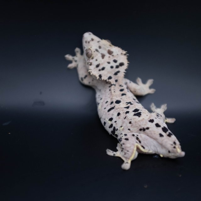 달마시안 슈퍼달마시안