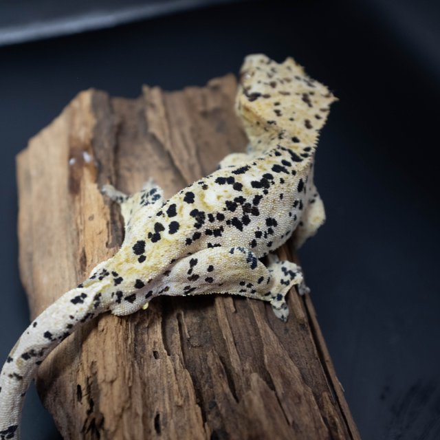 달마시안 슈퍼달마시안