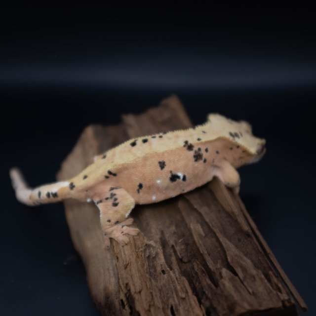 달마시안 슈퍼달마시안