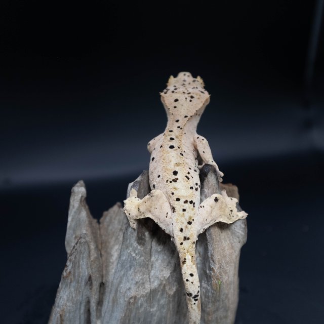 슈퍼달마시안 달마시안