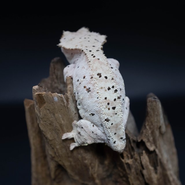 달마시안 슈퍼달마시안