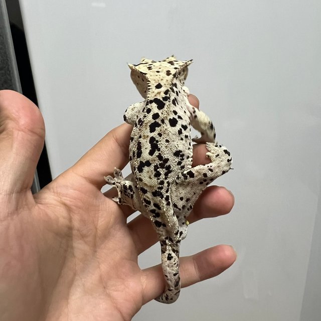 달마시안 슈퍼달마시안