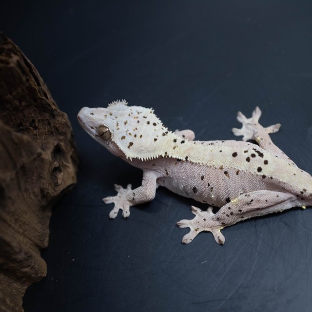 슈퍼달마시안 달마시안