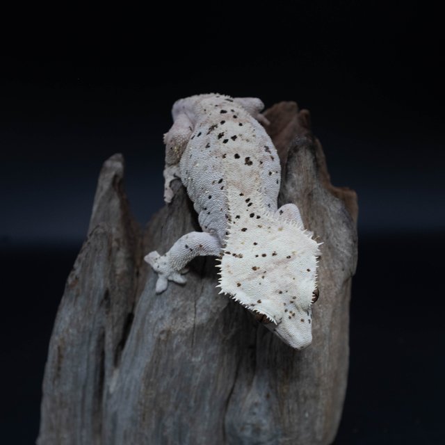 달마시안 슈퍼달마시안