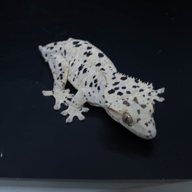 달마시안 슈퍼달마시안