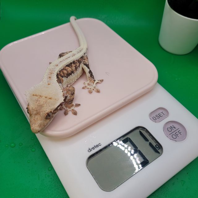 릴리화이트 트라이