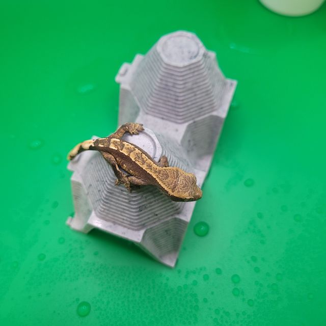 노멀