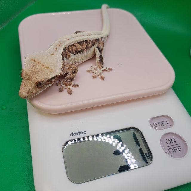 릴리화이트 트라이