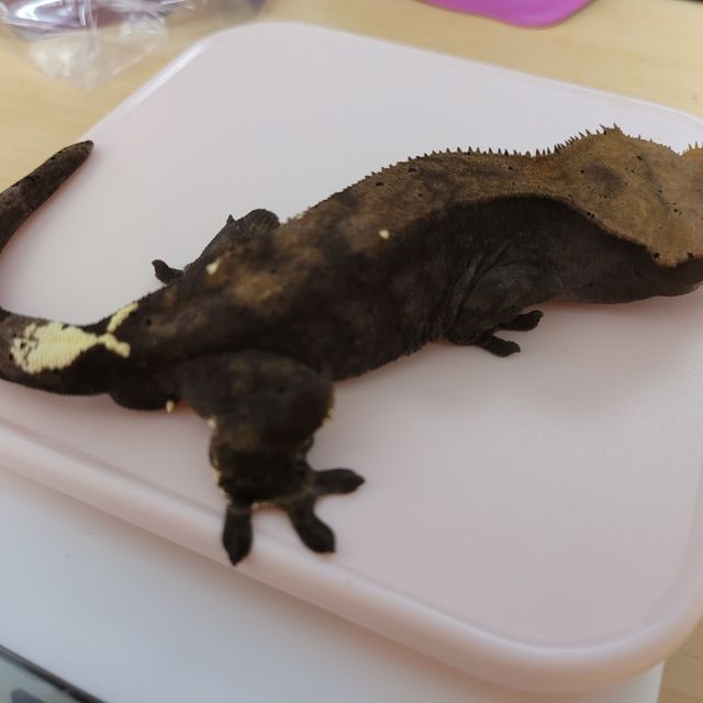카푸치노 RCK
