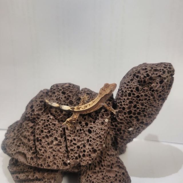카푸치노