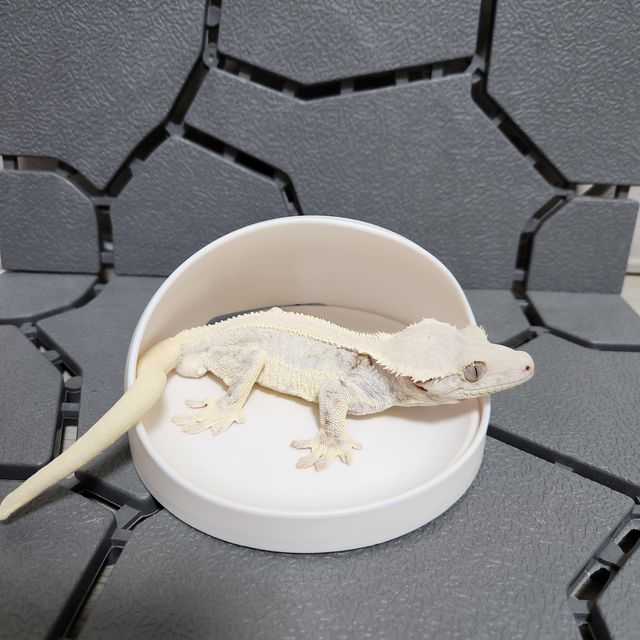 릴리화이트
