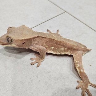 화이트포트홀 레드 바이