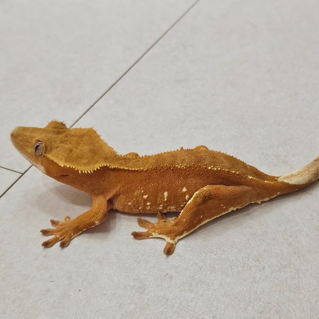 바이 화이트포트홀 레드