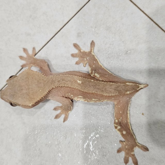 화이트포트홀 레드 바이