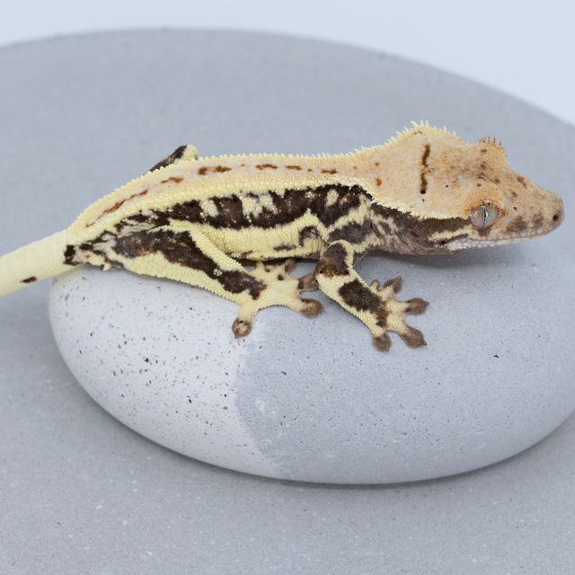 릴리화이트 다크