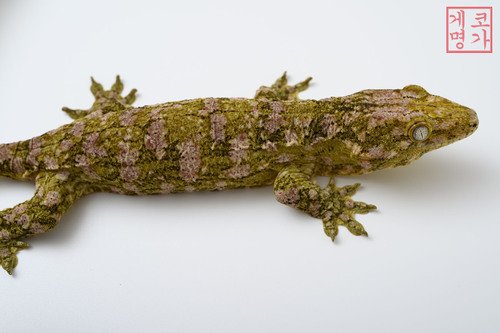 스티키토stickytoe