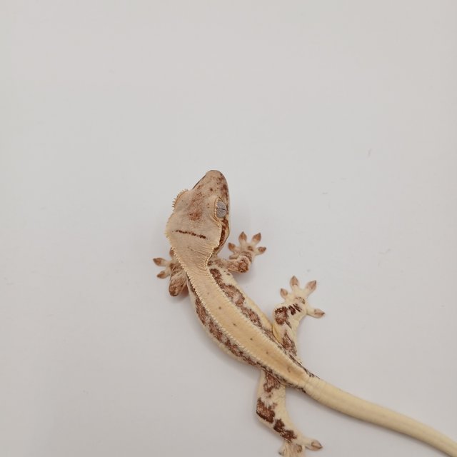 크림 릴리화이트