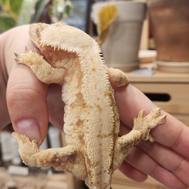 노멀 레드 트라이