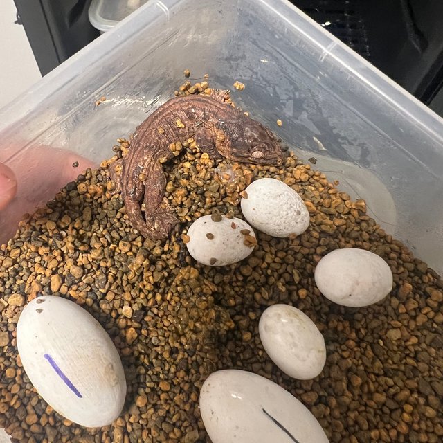 다스몰 멜라니스틱