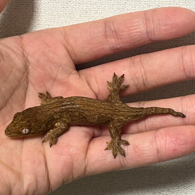 다스몰 멜라니스틱