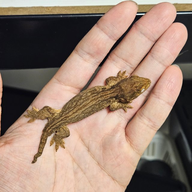 다스몰 멜라니스틱