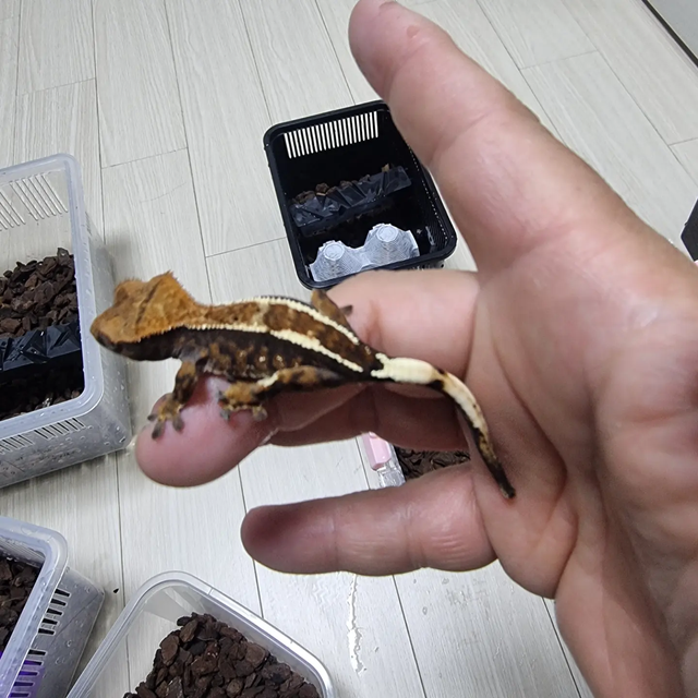 카푸치노 핀스트라이프