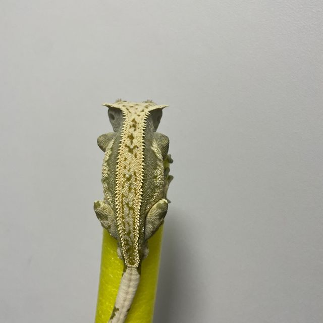 풀핀