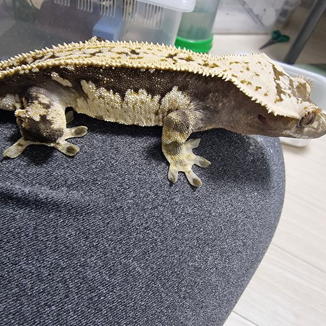 풀핀