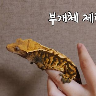 제티