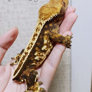 트라이 쿼드 풀핀