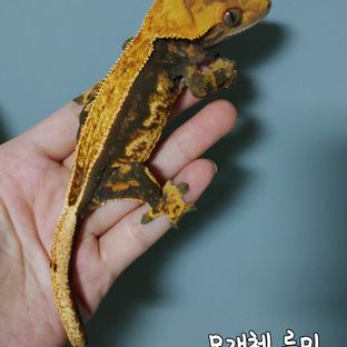 루미